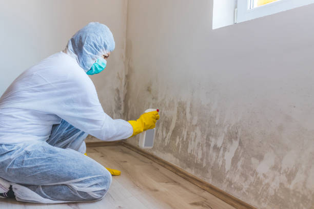 Licensed Black Mold Remediation service in White Plains, NY - 24 Hour Mold Removal