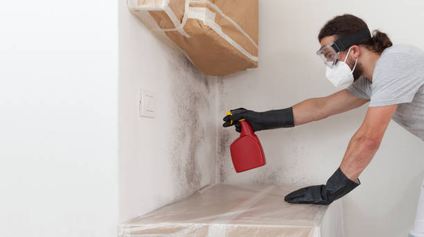 Professional Black Mold Remediation technician working in White Plains, NY